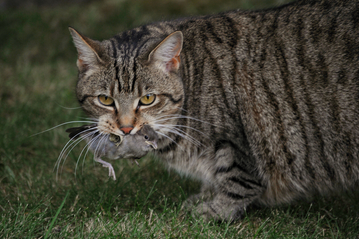 Billions of native animals a year killed by feral cats