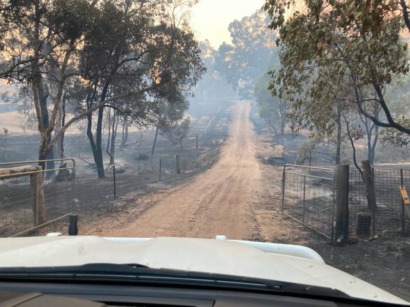 Article image for Vets enter fire ground to help injured animals