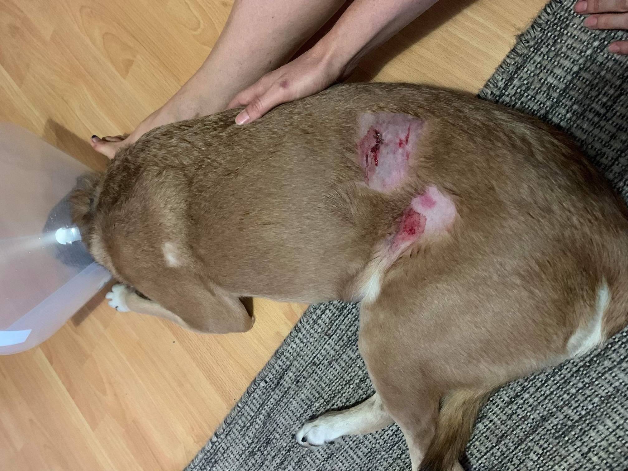 Article image for ‘It went for her throat’: Second Spearwood dog attack victim speaks out