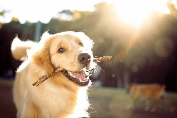 Article image for Residents angered by dog park disturbances in Victoria Park