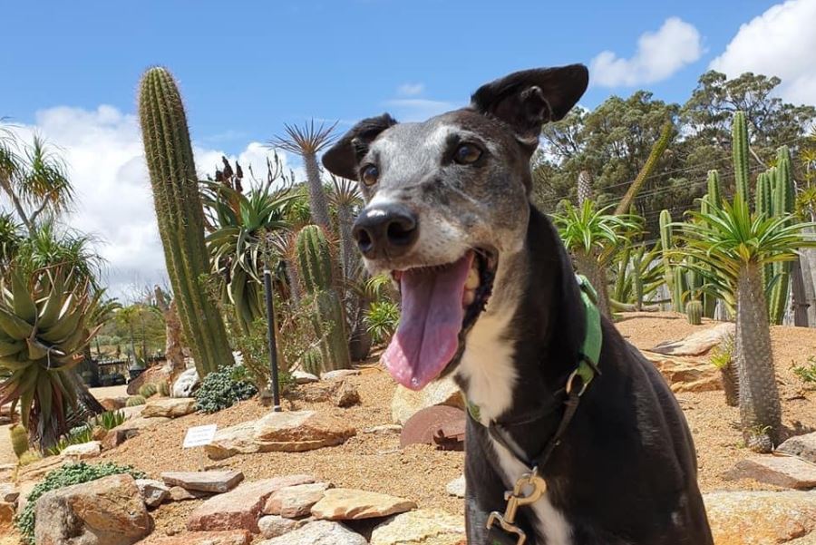 Article image for Rescue dog Holly loses battle after Spearwood attack