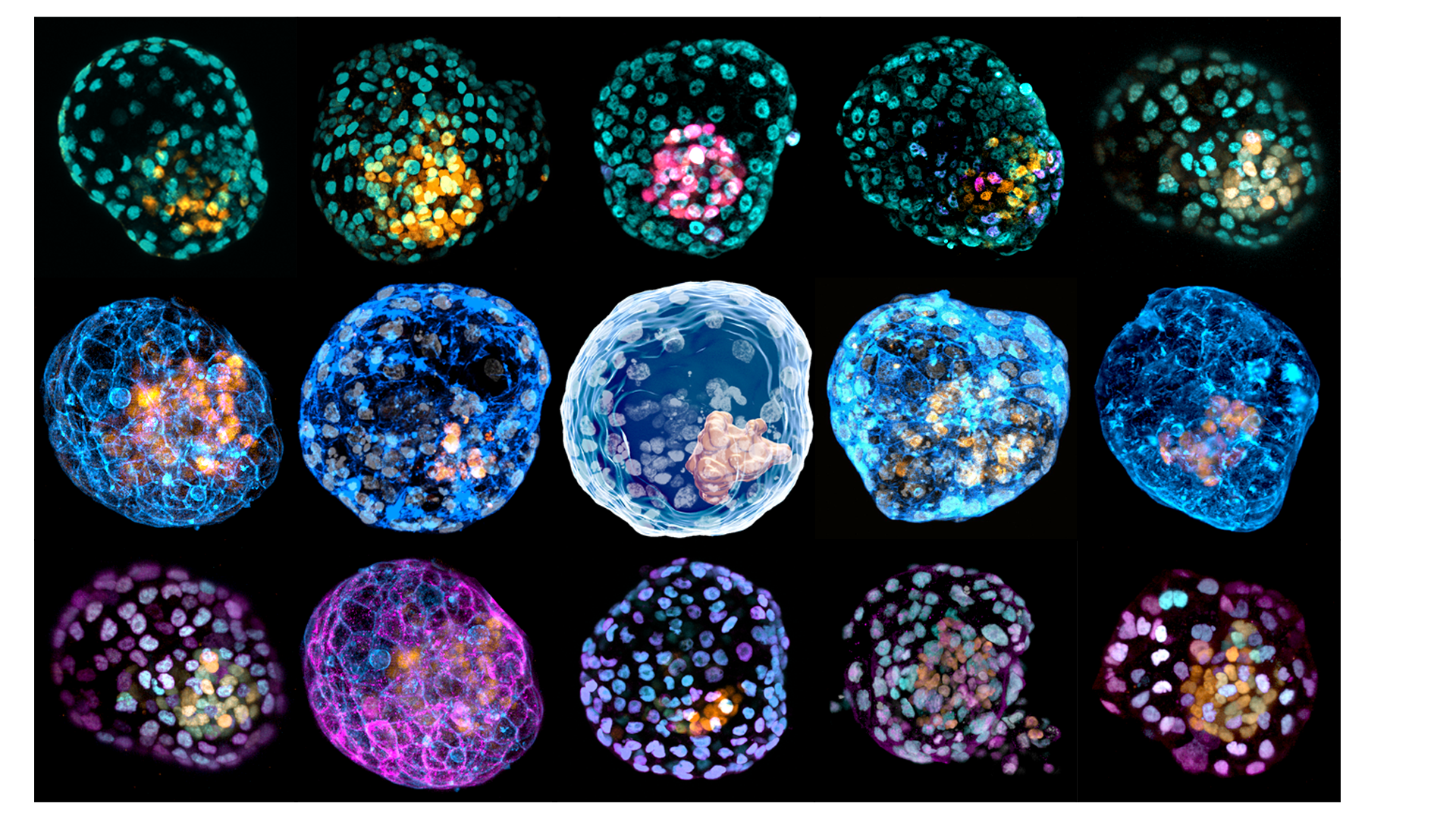 Article image for Researches create human embryos from skin cells in major scientific breakthrough
