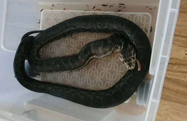 Article image for RUMOUR CONFIRMED | Python loose in Perth suburb