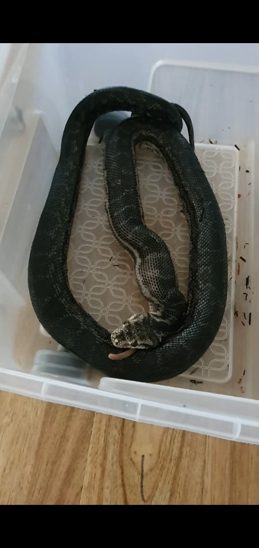 Article image for RUMOUR CONFIRMED | Python loose in Perth suburb