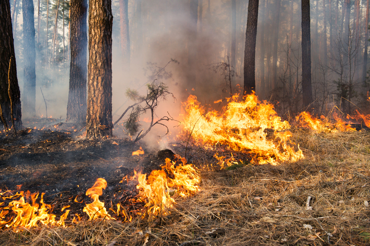 Article image for Why a scientist says prescribed burns are NOT effective in preventing bushfires