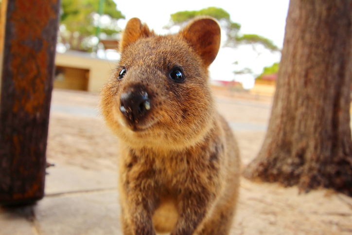 Article image for 500 bookings in 15 minutes: Why Rottnest Island has been flooded with bookings