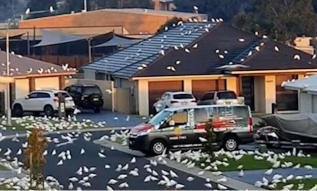 Article image for WHAT’S TRENDING | Bird ‘apocalypse’ hits suburban NSW street