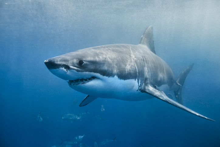 Article image for ‘Ineffective’: Smart drumline trial abandoned after only two great whites caught