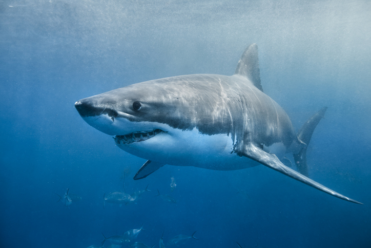 Article image for Surfer knocked off his board by a great white at Rottnest