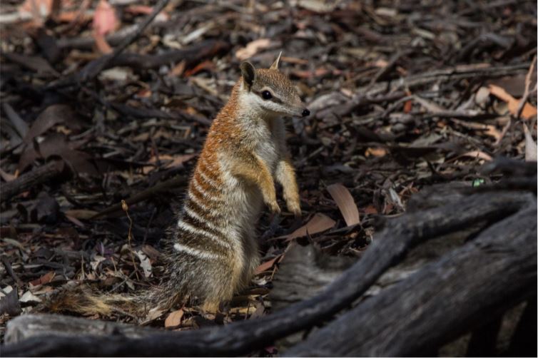 Article image for Scientists call for changes to bushfire mitigation in WA