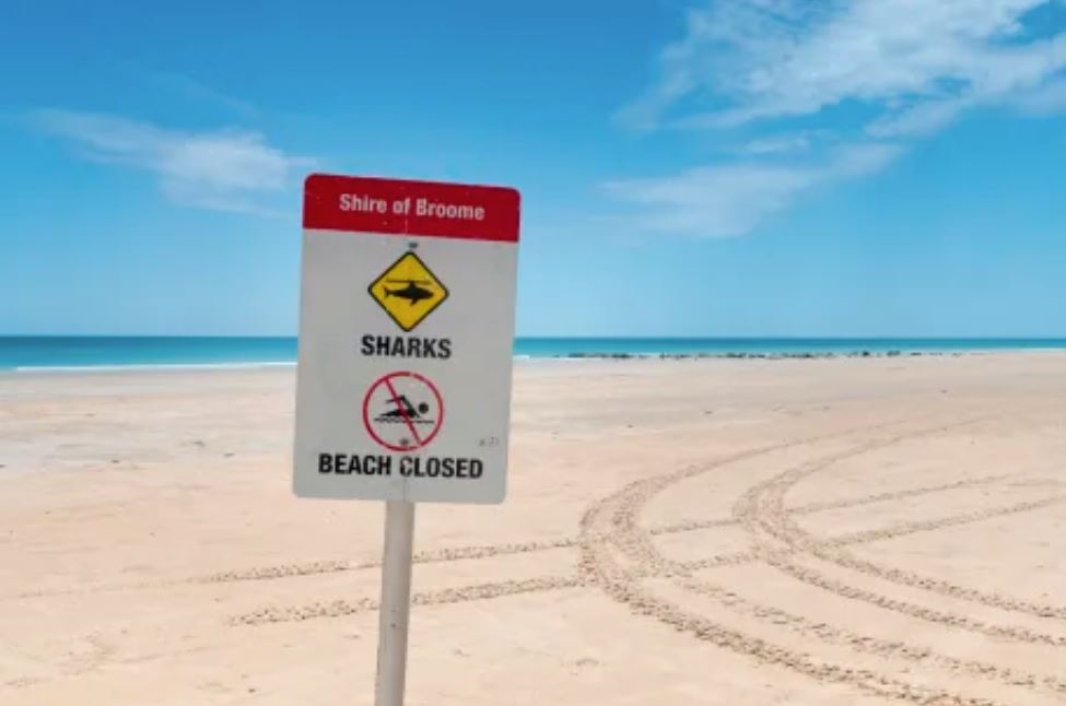 Article image for BREAKING | Diver attacked by shark off Broome beach