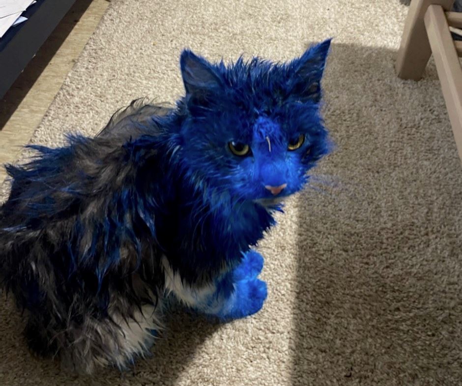 Article image for The RSPCA need your help to solve this blue cat mystery