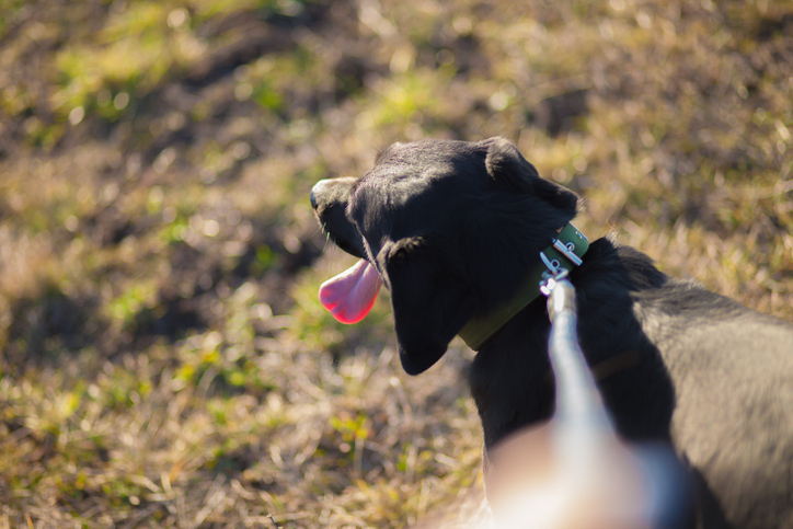 Article image for ‘Disaster waiting to happen’: Perth school issue plea to dog owners