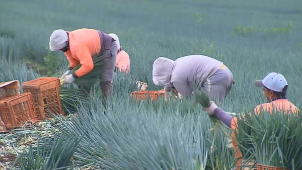 Kimberley banana farmer forced to destroy crop due to national worker shortage