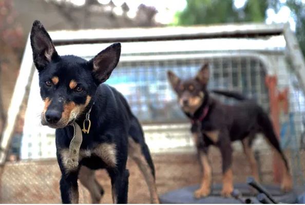 Article image for The staggering, world record sum paid for an Australian kelpie