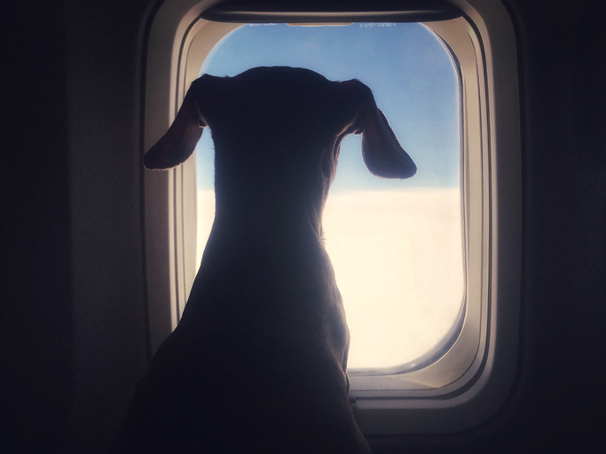 Article image for Pets could soon be allowed to travel in Australian plane cabins