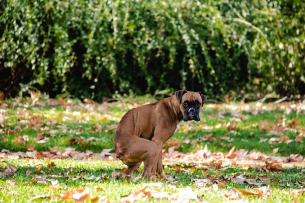 Article image for ‘Gobsmacked at how much dog poo was there’