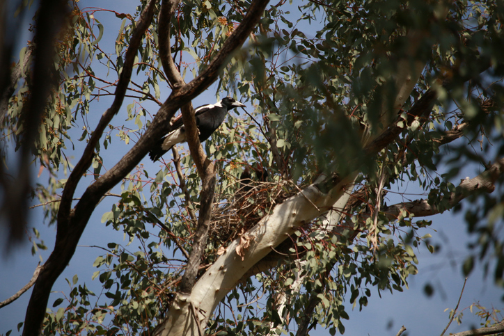 Article image for The unusual things found in Australian birds nests over 195 years