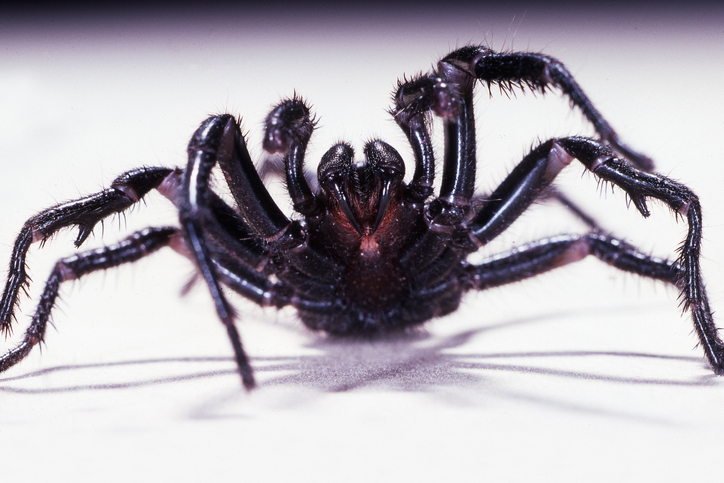 Article image for How deadly spider venom could help heart attack victims