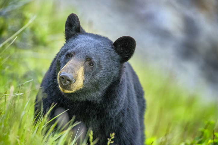 Article image for What’s Trending | US man finds bear locked in his car