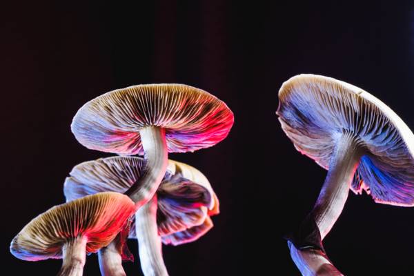 Article image for Could psychedelic drugs be the answer to treating mental health?