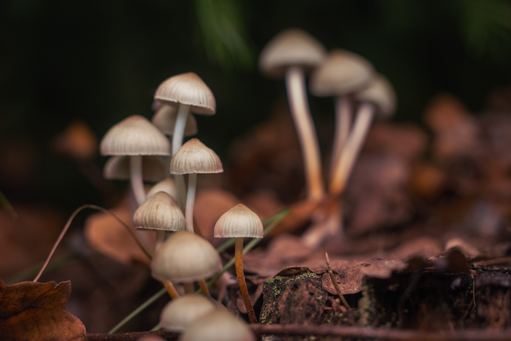 Article image for Australian researchers investigate the medicinal uses of ‘magic’ mushrooms