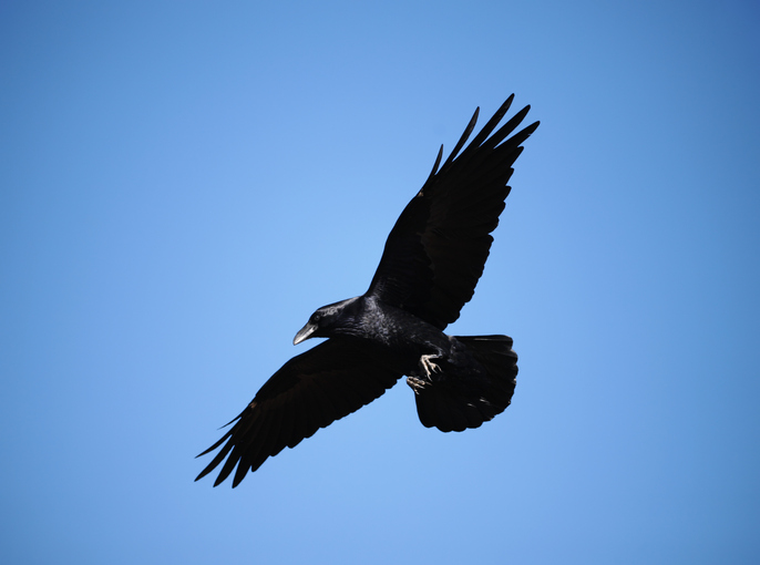 Article image for What students are doing to protect their lunches from ravenous ravens