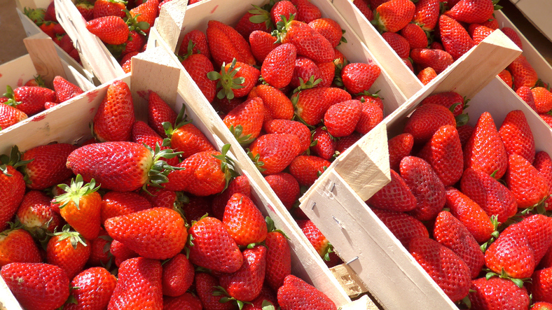 Article image for ‘Pick-your-own’: Why WA strawberry farms are opening to the public early