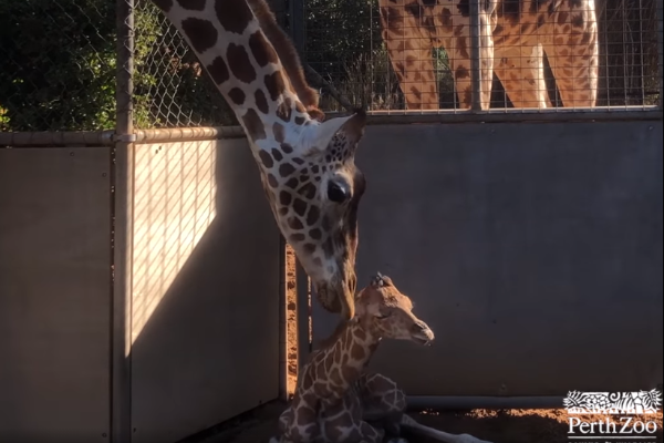 Article image for Competition to name Perth Zoo’s baby giraffe