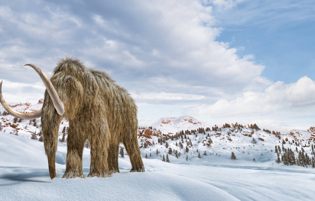 Article image for Scientists want to resurrect the wooly mammoth in ‘de-exctinction’ project