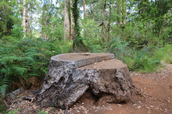 Article image for Logging ban – ‘We’re in a bit of shock’