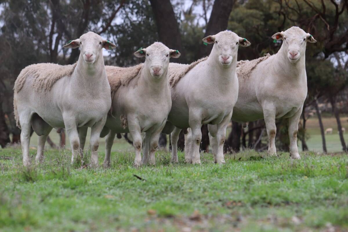 Article image for WA self-shedding ram sold for record price