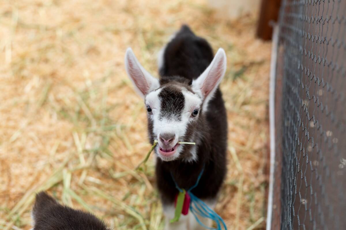 Article image for How a kid delayed the Grand Parade at the Perth Royal Show