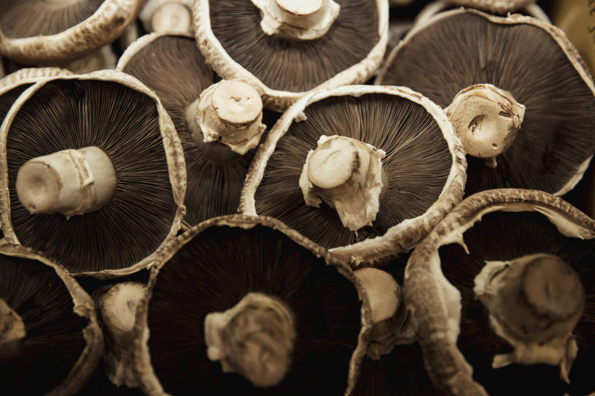 Article image for How mushrooms could potentially help in the fight against COVID-19
