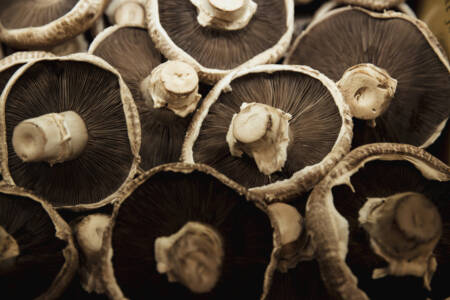 How mushrooms could potentially help in the fight against COVID-19