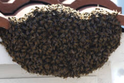 ‘Tis the season… for swarming bees