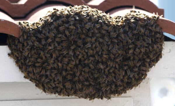 Article image for ‘Tis the season… for swarming bees