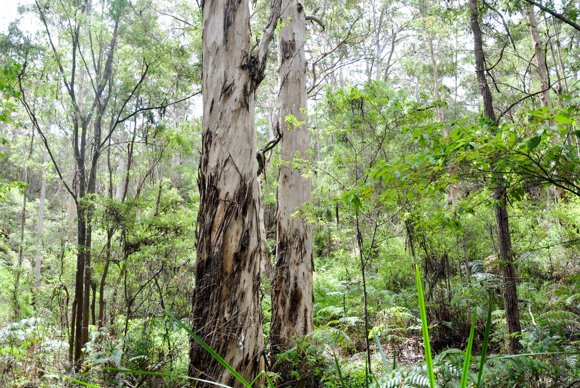 Article image for Timber industry says logging ban will significantly impact supply of jarrah firewood