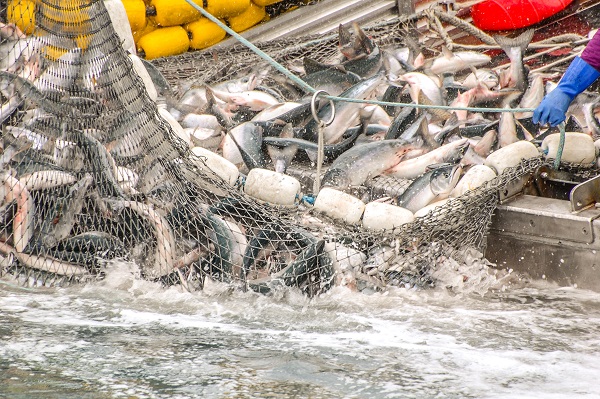 Article image for New research finds the decline in fish populations is far worse than expected