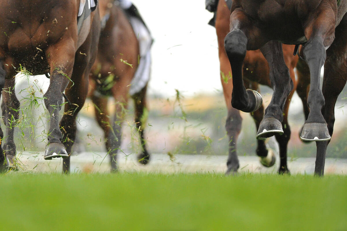 Article image for The story behind one of the Perth Cup favourites ‘the people’s horse’