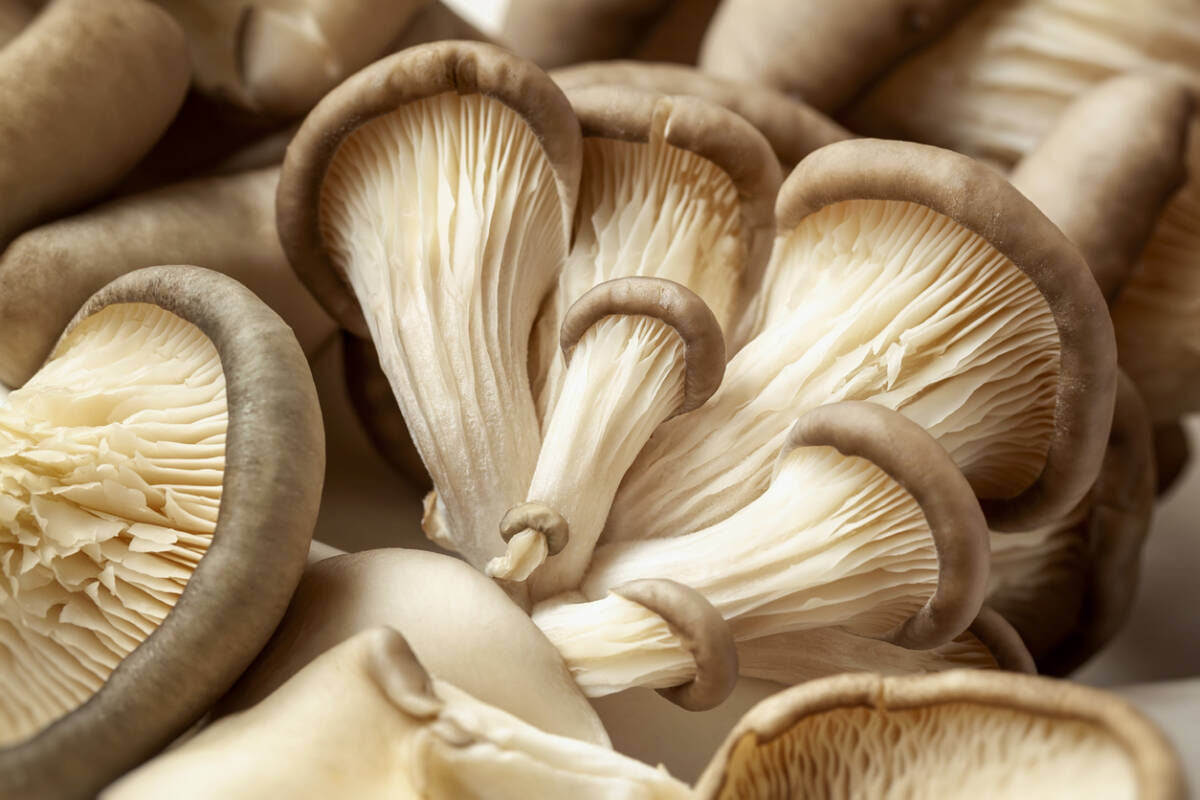 Article image for Cigarette-eating mushrooms being trained to clean up butts