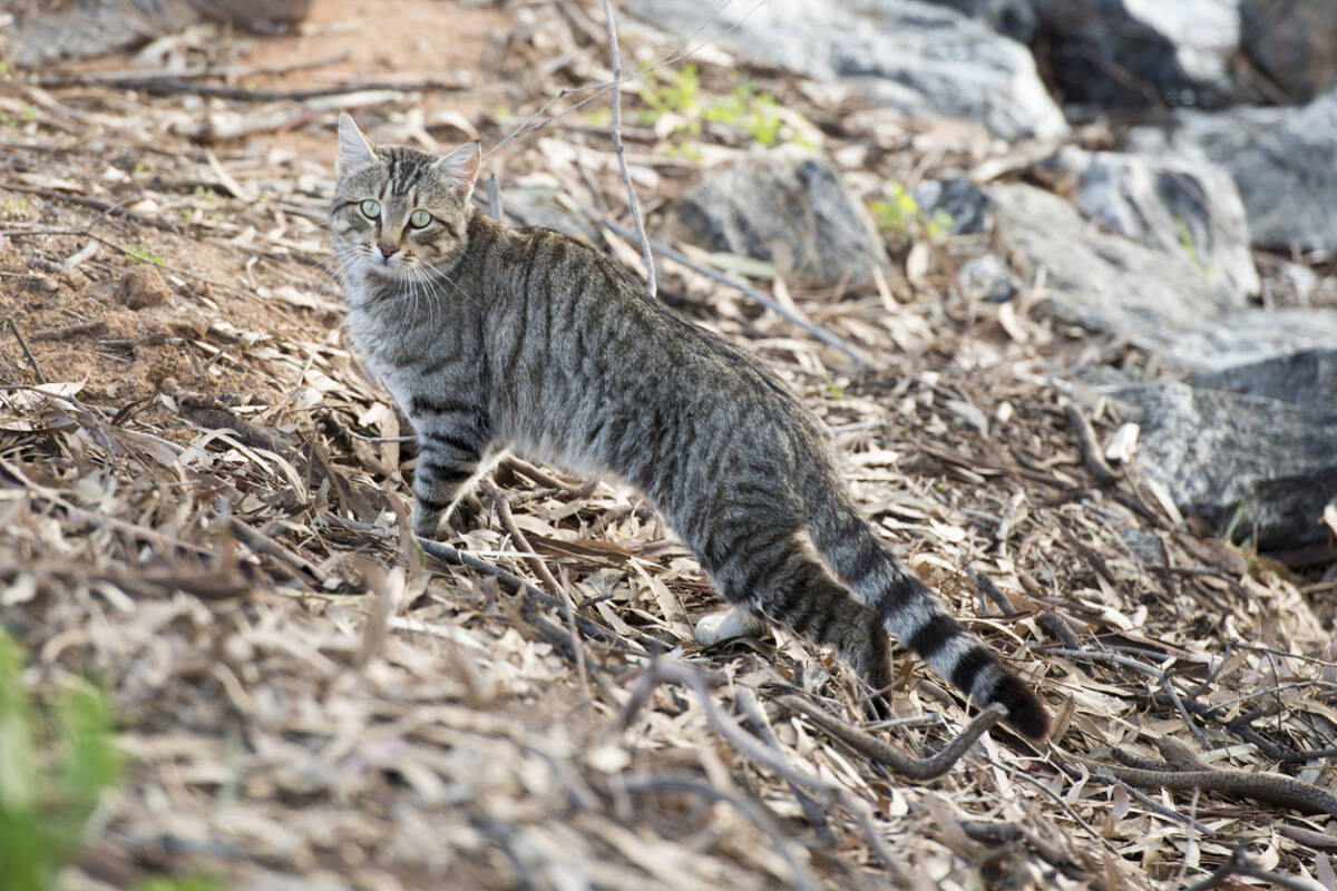 Article image for Government declares war on feral cats