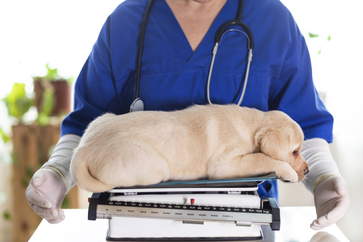Article image for Veterinary Association calls for government to assist pet owners with vet bills