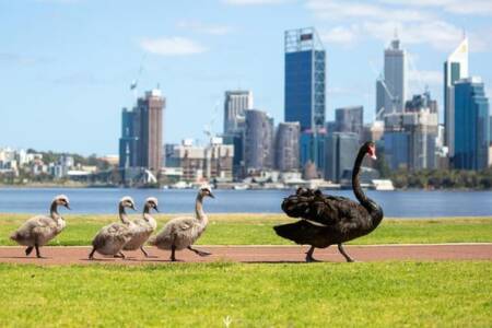 Rumour confirmed: Black swan dies at busy foreshore crossing