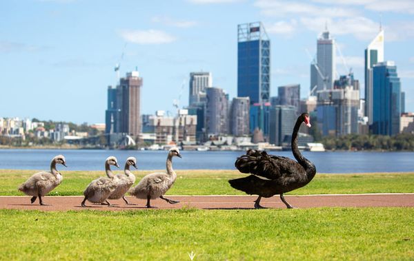 Article image for Rumour confirmed: Black swan dies at busy foreshore crossing