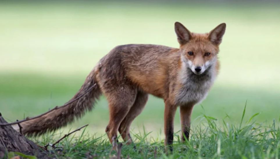 Article image for Why foxes are running rampant across Perth metro areas