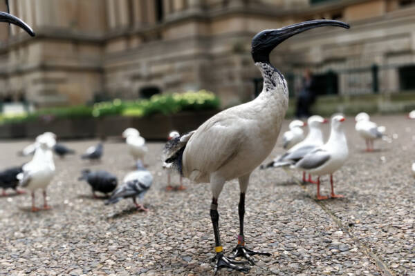 Article image for Push to make the bin chicken Brisbane’s Olympics mascot