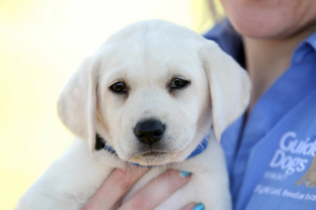 Guide Dogs WA desperately searching for ‘Puppy Raisers’
