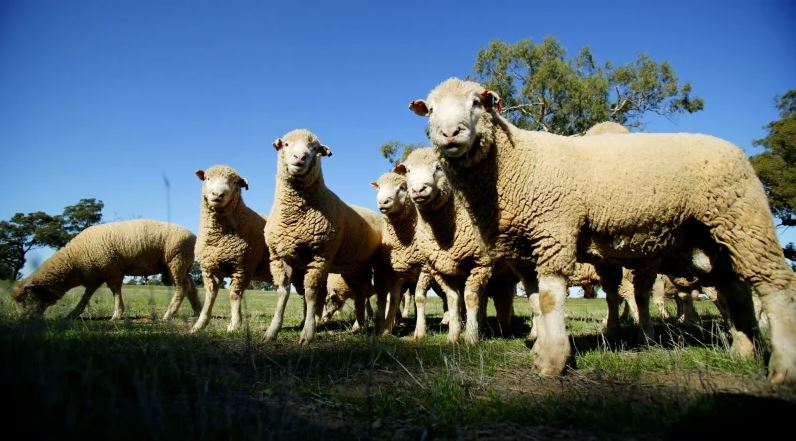 Article image for Albanese confirms policy backflip on live sheep export ban