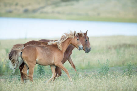 Peter Cochran’s update on wild Brumbies culling